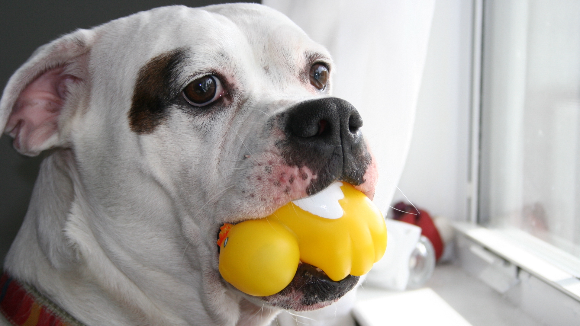 Headshot of american bulldog and rubber duck