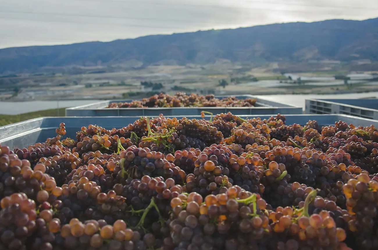 Prophets-Rock-Pinot-Gris