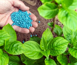 hand fertilizing leafy plant with granular feed