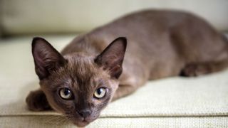 Burmese cat sitting on the couch