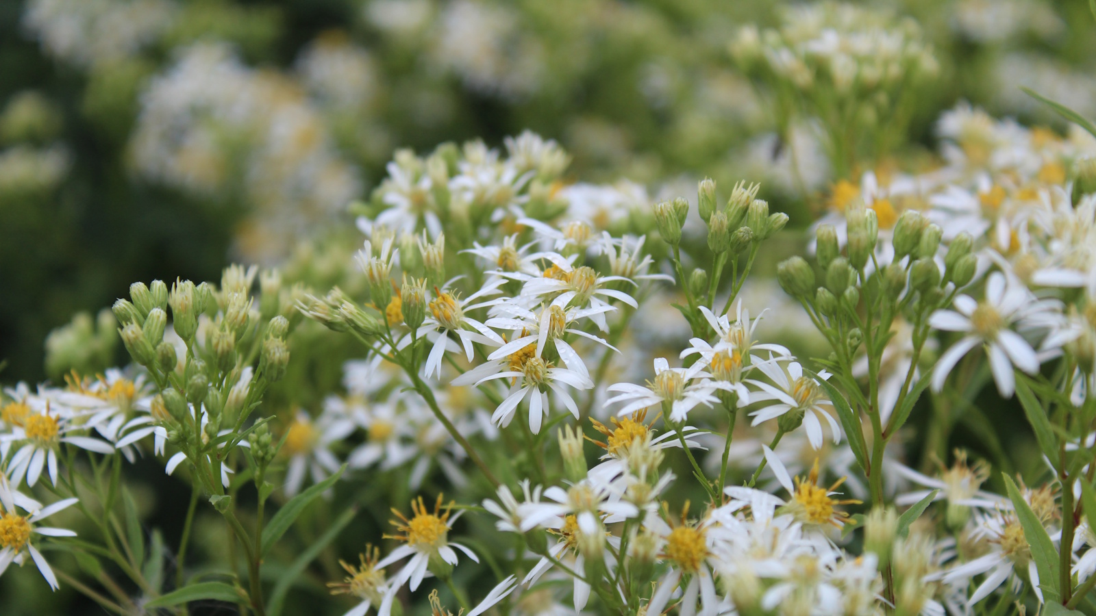 Eurybia divaricata, or the white wood aster, with masses of white daisy blooms during spring 