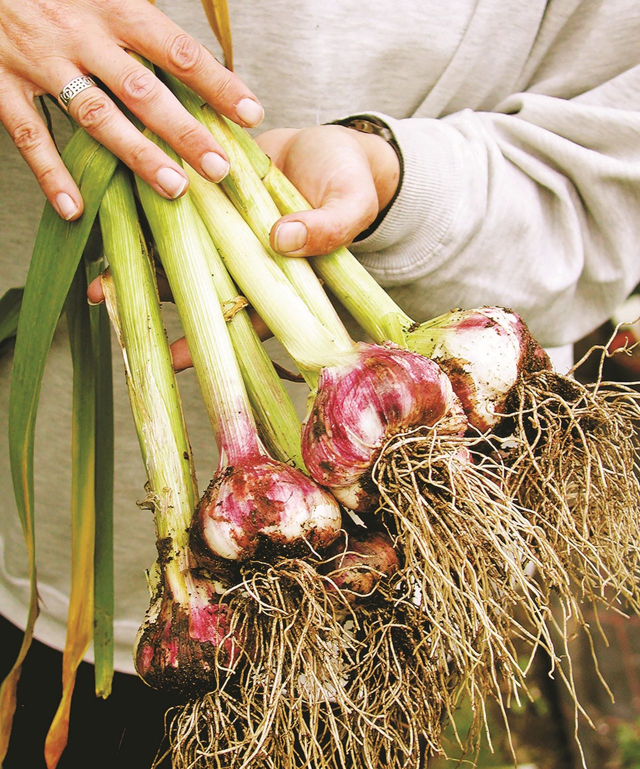 Hardneck vs softneck garlic the pros and cons of each type Homes