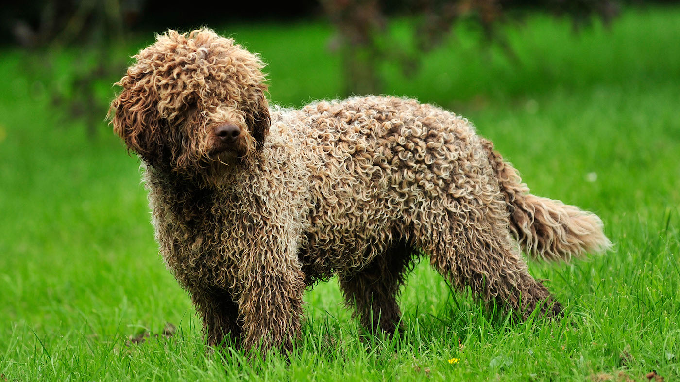 Italian dog Lagotto romagnolo, one of the cutest dog breeds