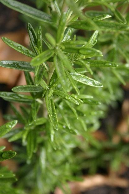 Water Droplets On A Rosemary Plant