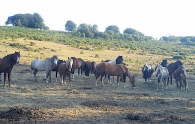 Welsh-ponies-photo-to-use.jpeg