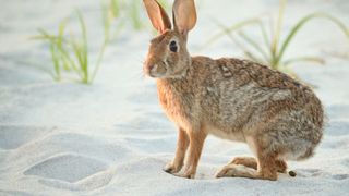 rabbit pooping on the beach