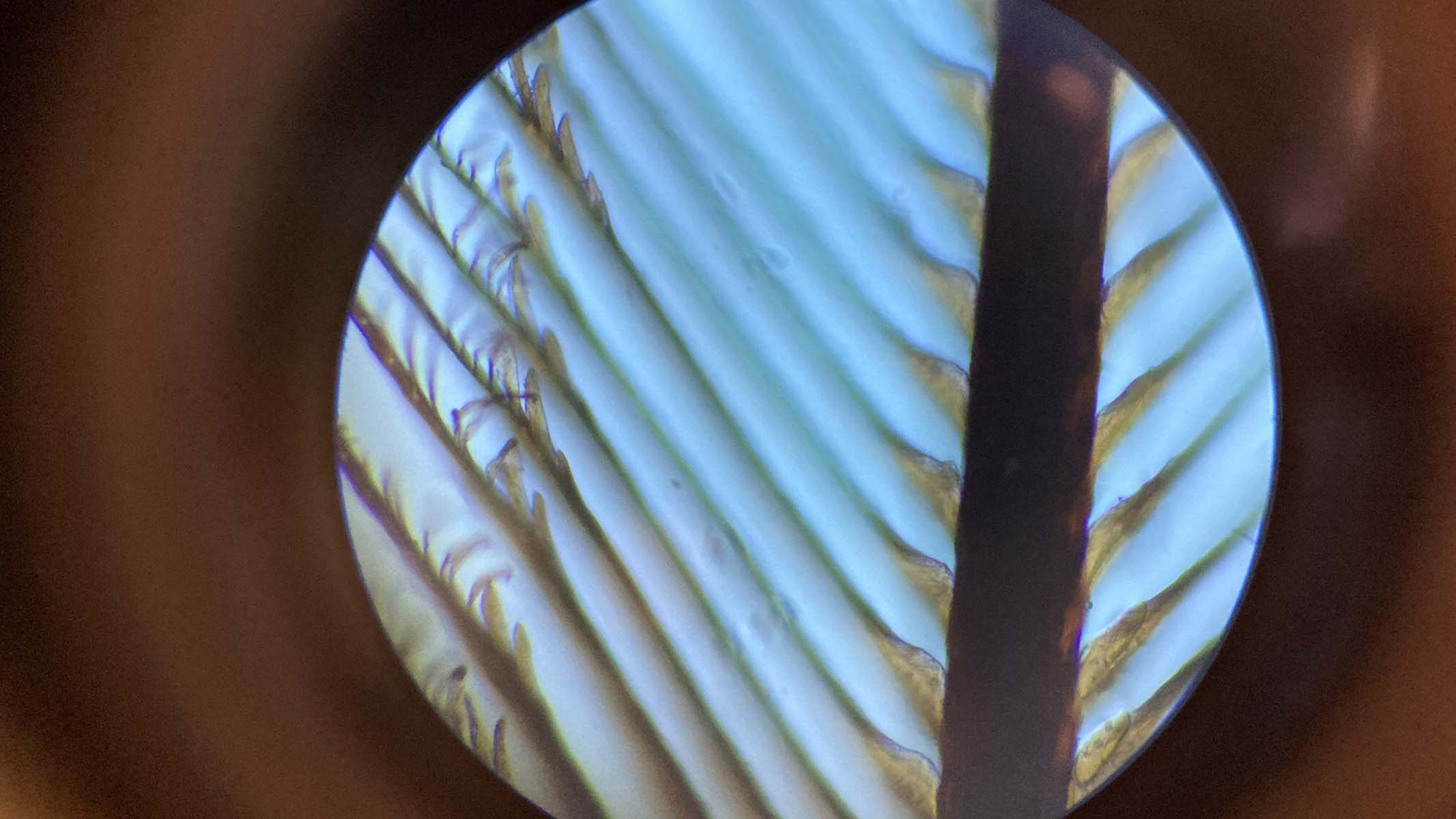 feather under a microscope