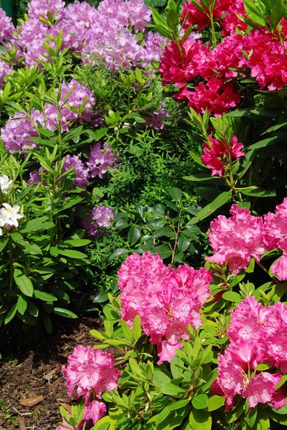 Purple And Pink Flowered Plants