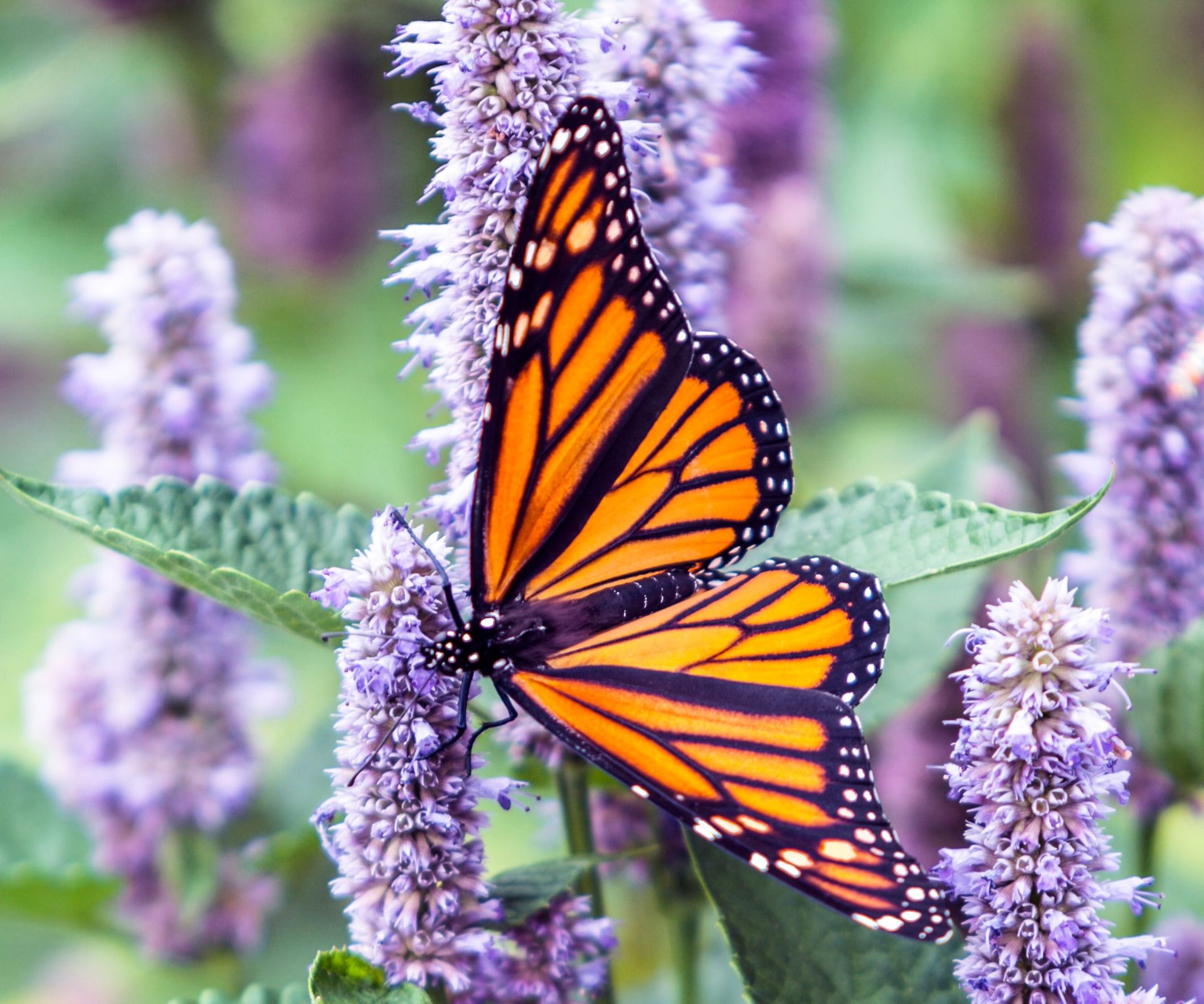 Anise hyssop is an important food plant for monarch butterflies and hummingbirds