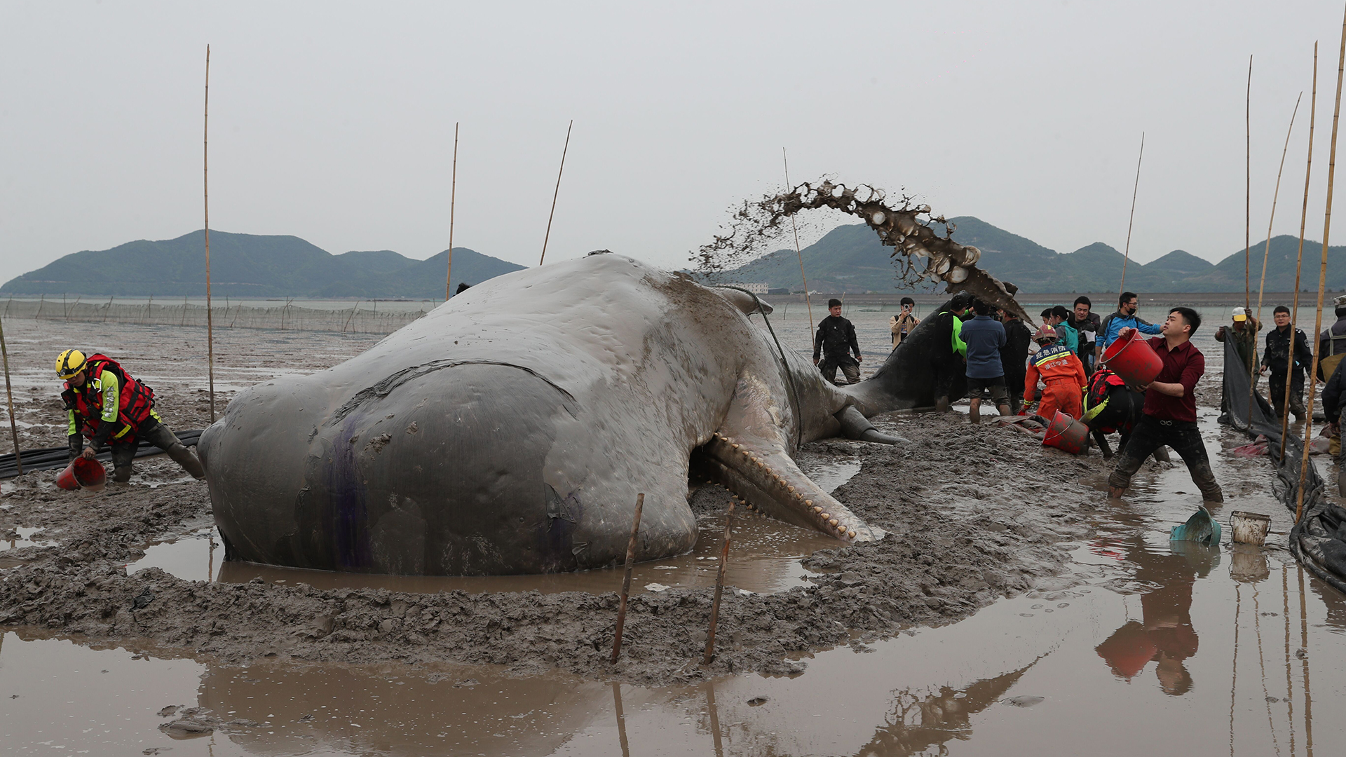 Rescuers near Ningbo, China, attempt to keep a beached sperm whale cool as they wait for the tide to rise enough to tow the stricken animal back to sea.
