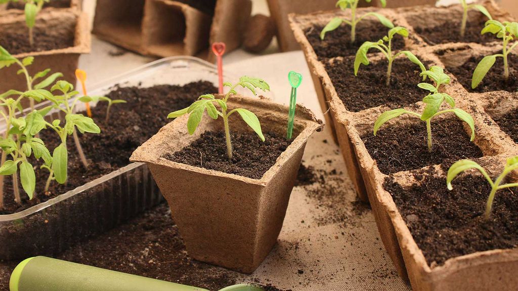 How And When To Transplant Seedlings: Expert Advice | Homes & Gardens