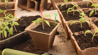 potting on seedlings