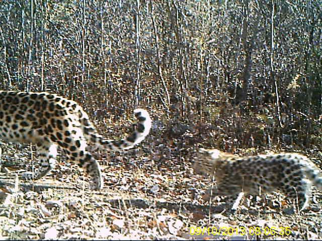 amur leopard and cub in china