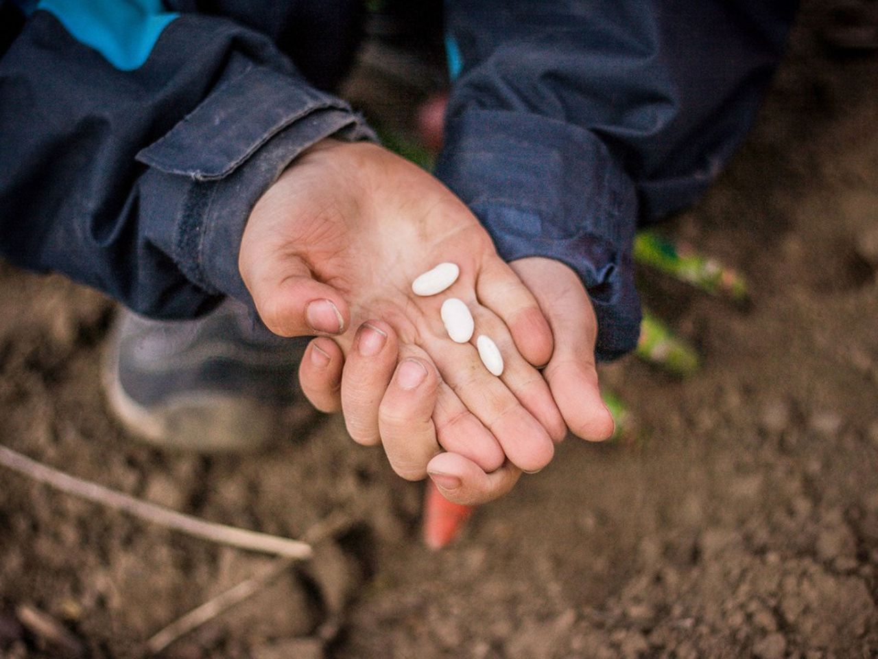 Hands Holding Seeds In A Garden