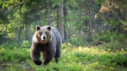 brown bear in woods