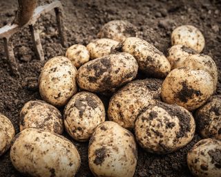 freshly harvested potatoes in a vegetable patch