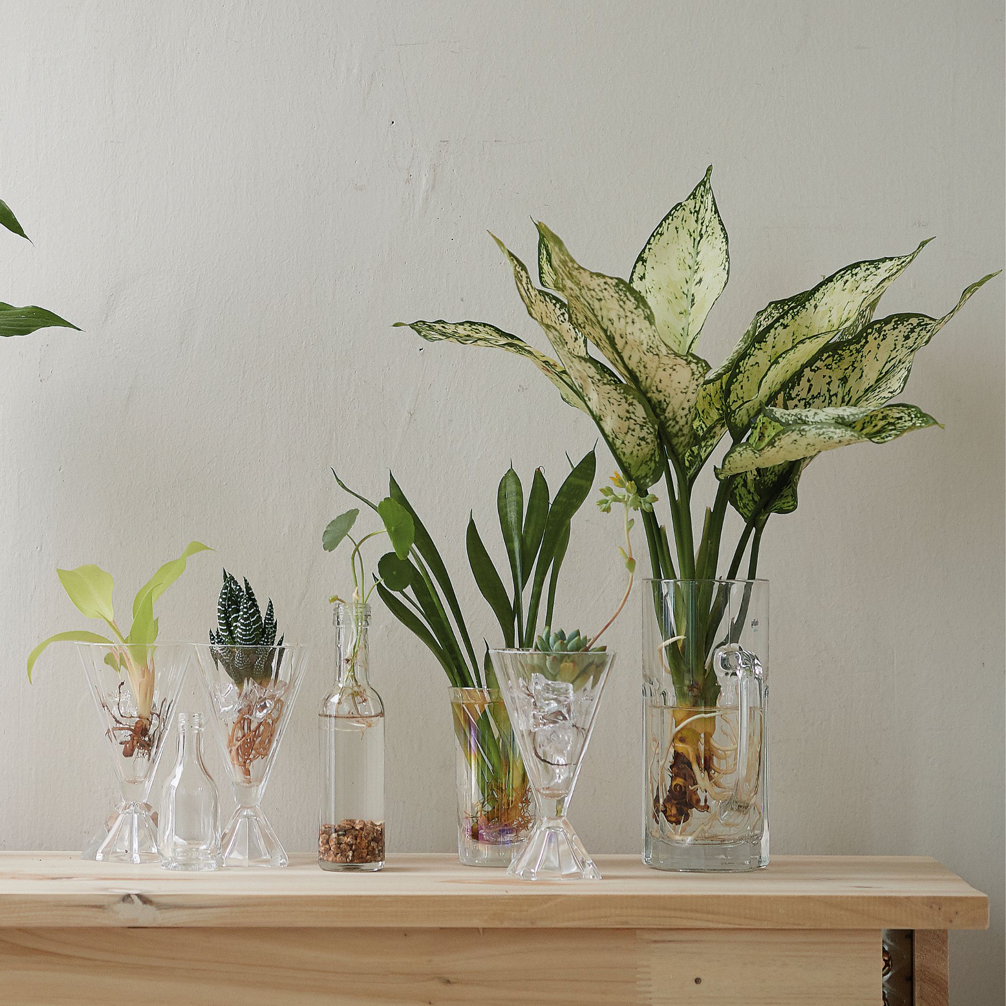 Dumb cane and other houseplants growing in hydroponic vases