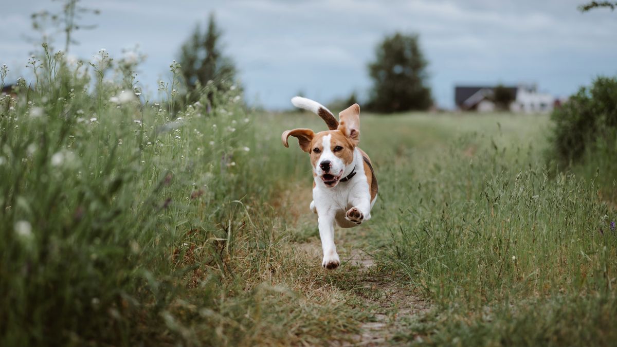 Happy Beagle running through field