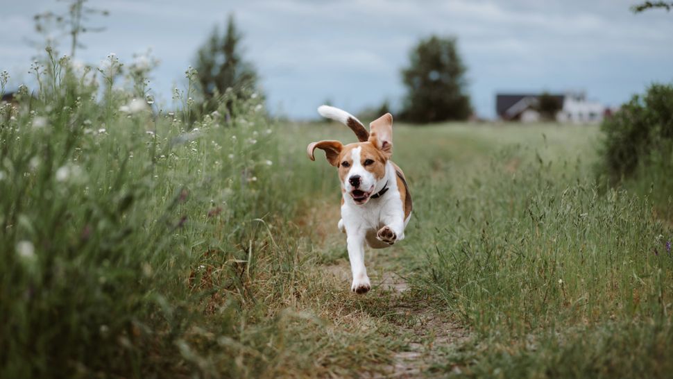 15 helpful ways to get your dog to come back to you on off leash walks