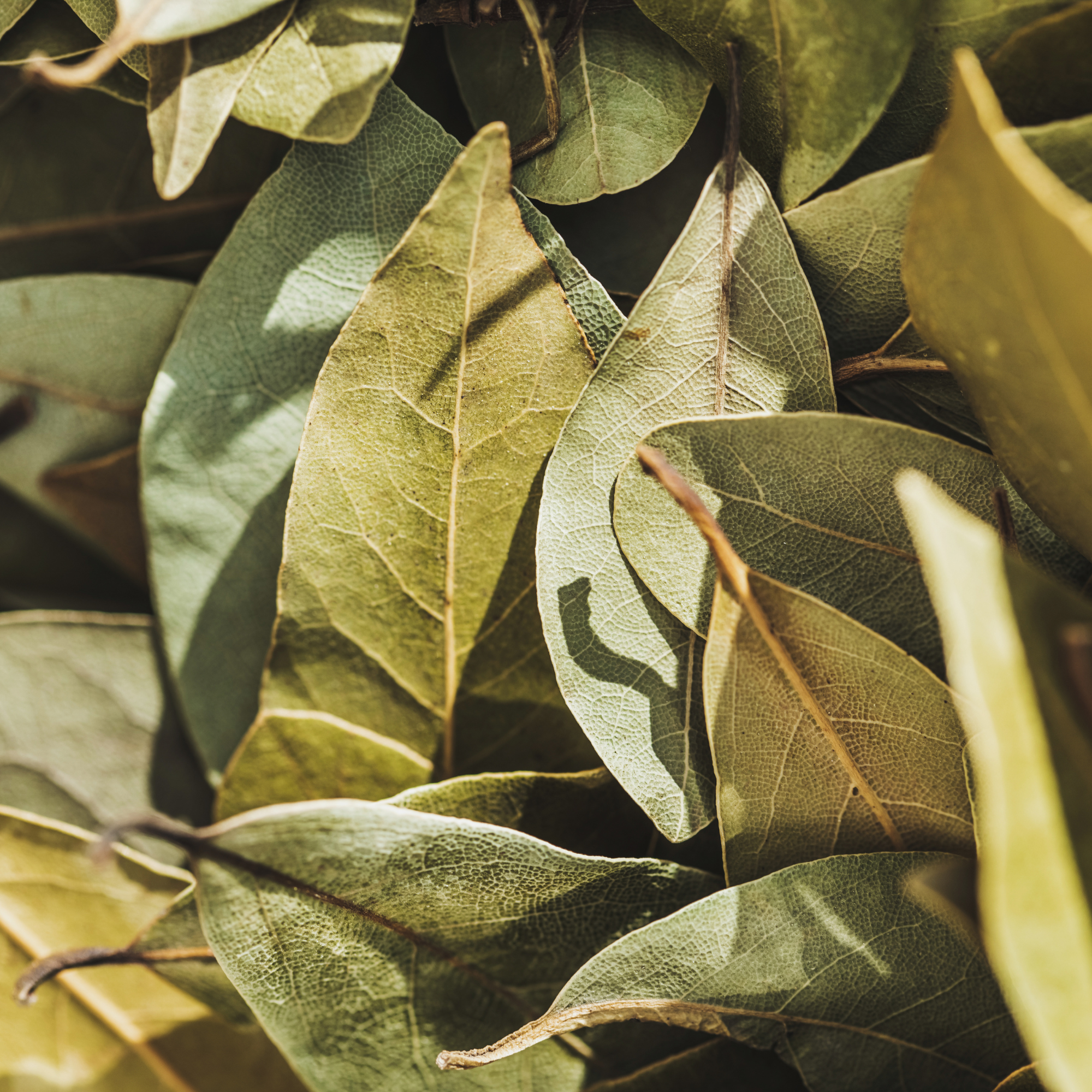Close-up of bay leaves