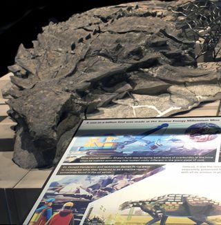 The nodosaur specimen is now on display at the Royal Tyrrell Museum of Palaeontology in Alberta, Canada.