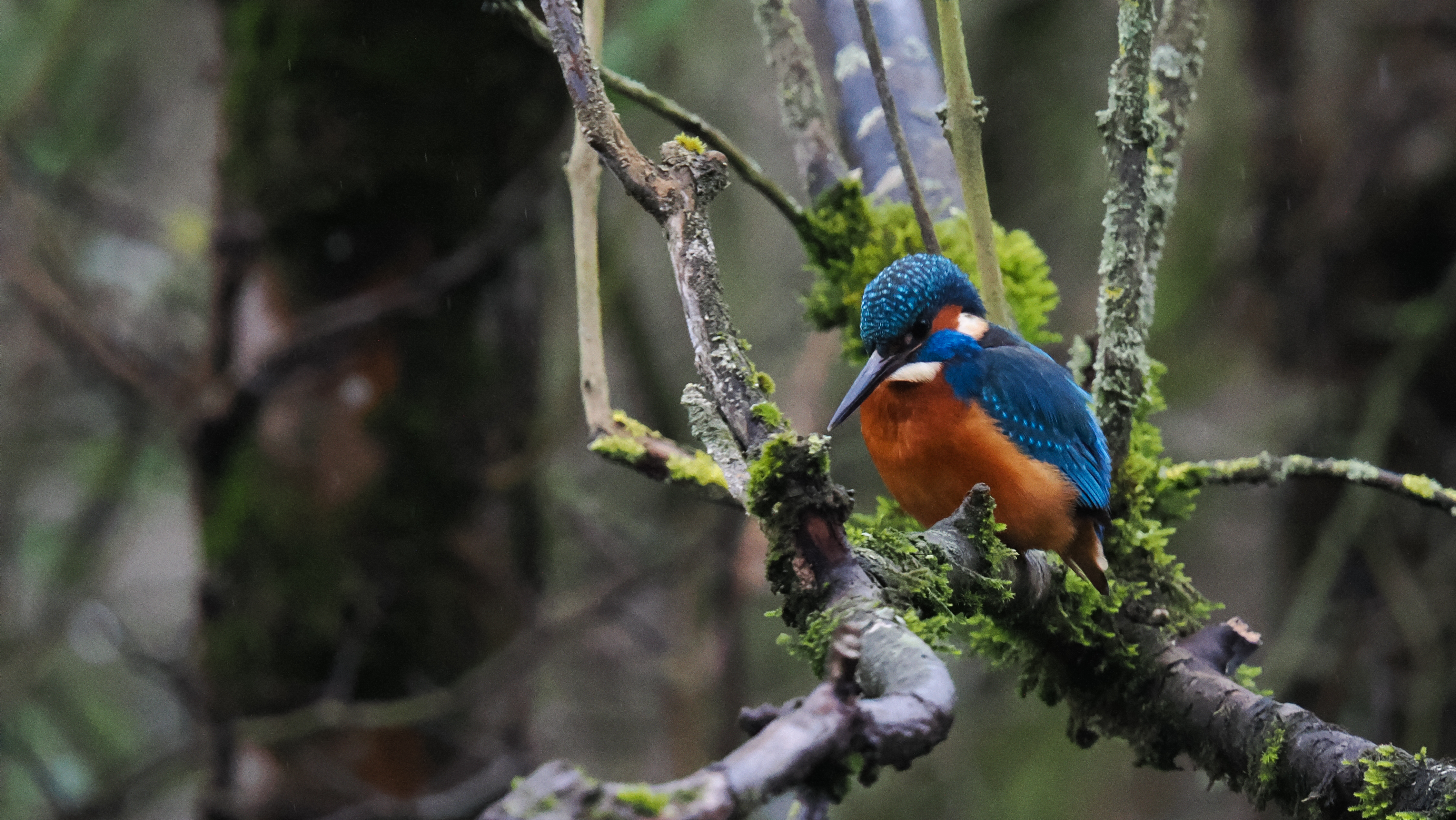 A photo of a kingfisher taken on an OM System OM-1 Mark II Micro Four Thirds mirrorless camera