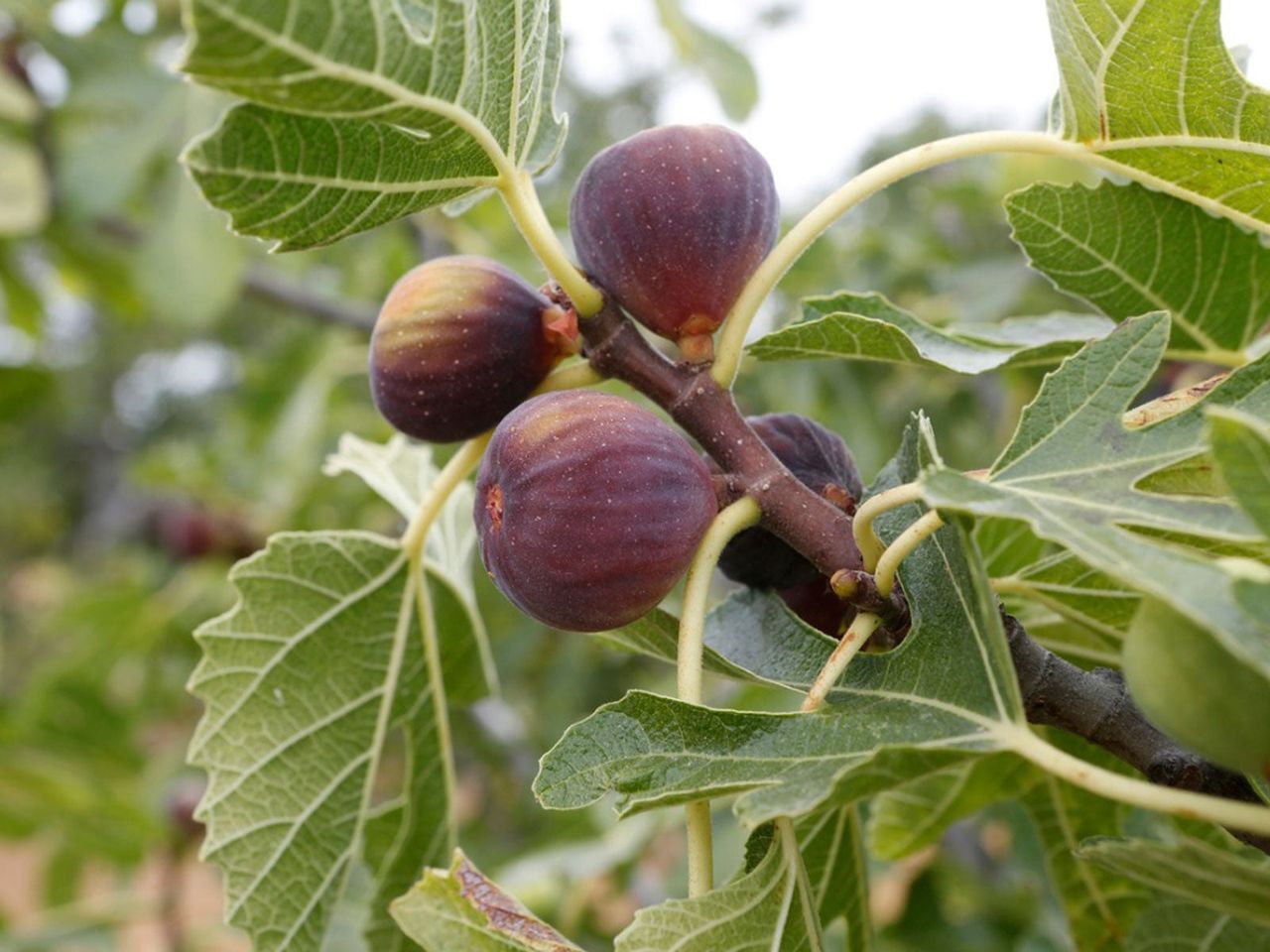 Fig Tree With Large Fruits