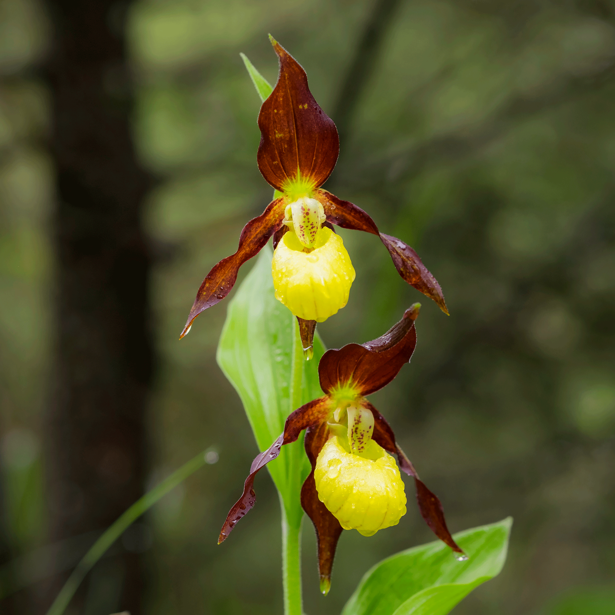 Cypripedium lady’s slipper orchids