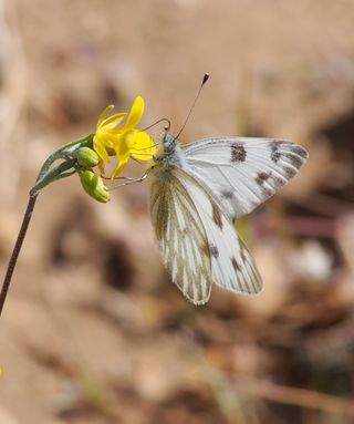 Butterflies of the American Deserts