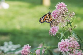 Monarch butterfly on a milkweed plant