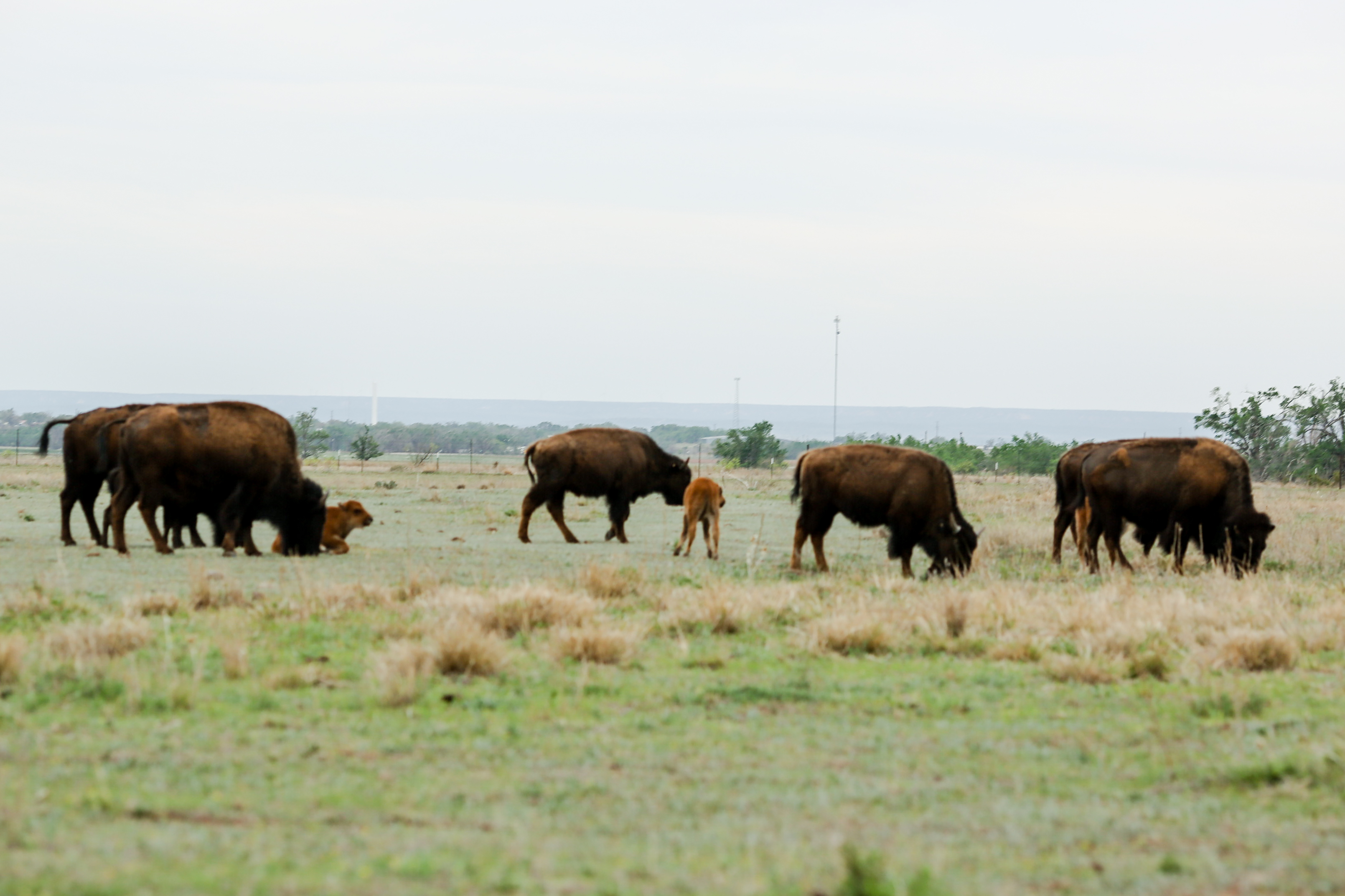 Bison grazing in Caprock Canyons State Park in Texas