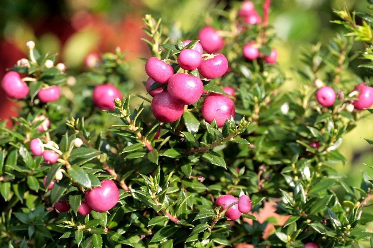 Pernettya Bush With Small Red-Pink Berries