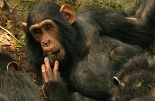 Sonso Chimpanzee Behavior