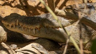 A close up picture of Lizzie the crocodile and one of her babies lying in dappled sunlight.