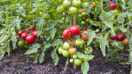 Indeterminate tomato plants laden with red and green fruits growing outdoors in a vegetable garden