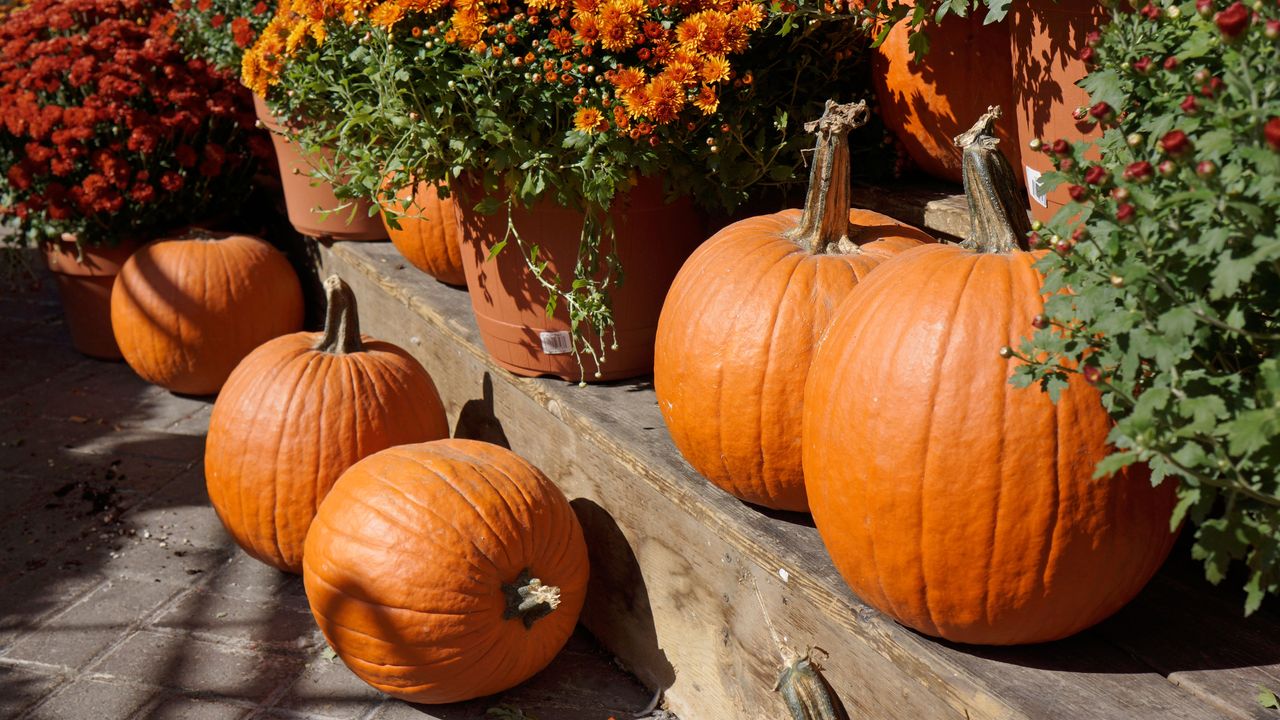 Pumpkins in a garden