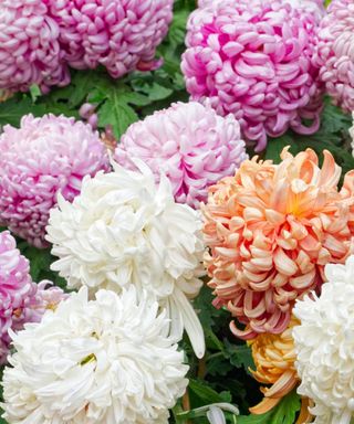 A collection of white, purple, and orange mum flowers