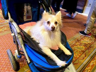 Dogs of CES 2020