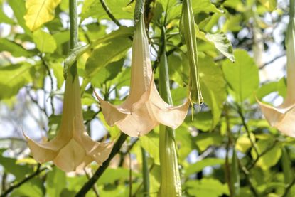 Brugmansia Plant Outdoors