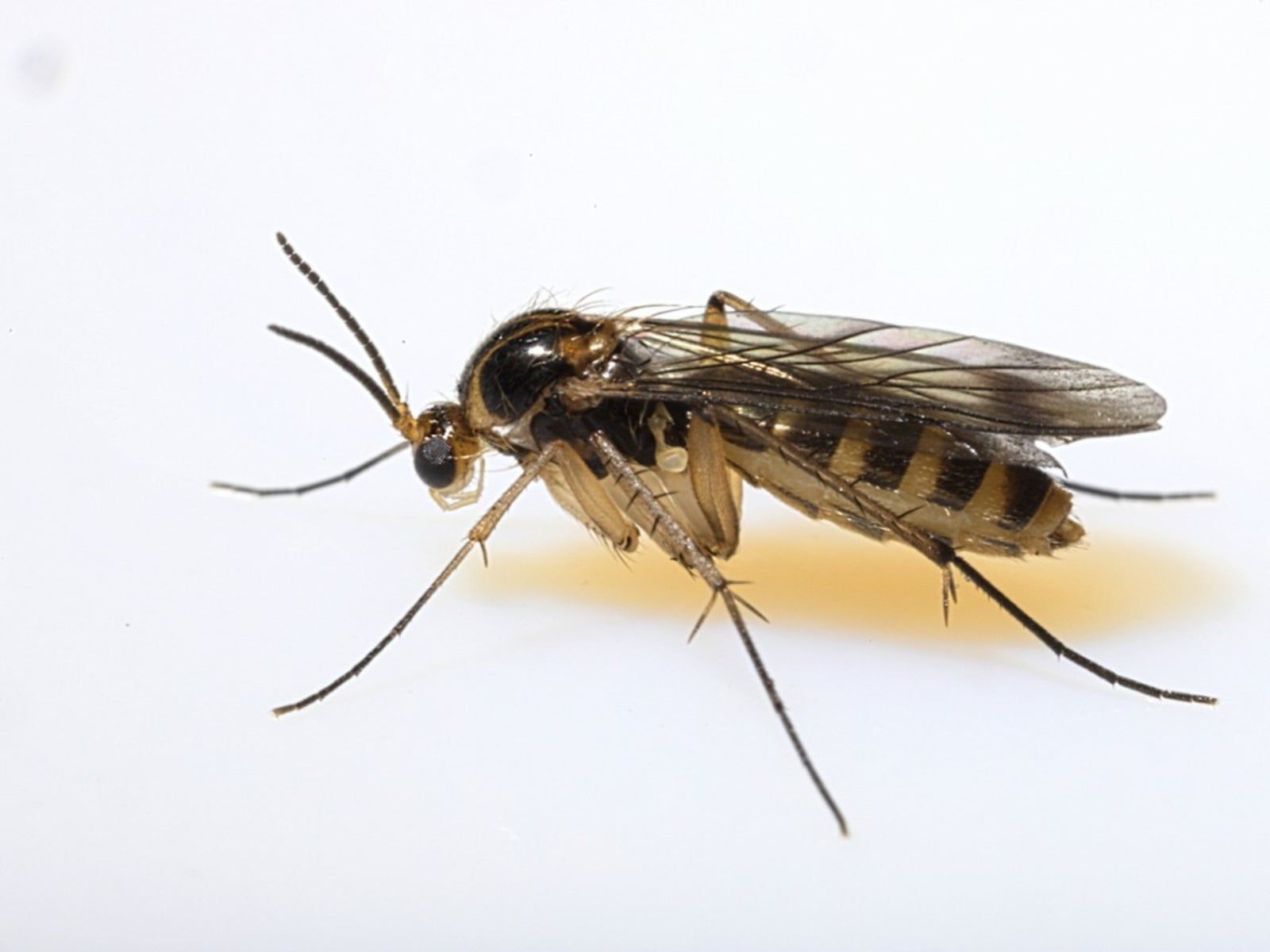 Identifying Fungus Gnats How To Get Rid Of Soil Gnats Gardening Know How Identifying Fungus Gnats How To Get Rid Of Soil Gnats Gardening Know How