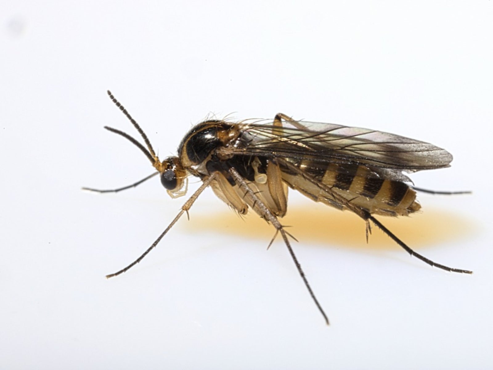 Those annoying little bugs aren't fruitflies, they're fungus gnats. Here's  how to get rid of them.