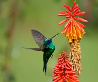 hummingbird and red hot poker flowers