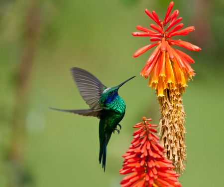 hummingbird and red hot poker flowers