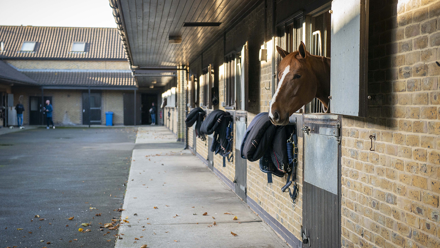 Media day with Ben Maher and Exlposion W 09.12.2019 Ben's yard (at the top, there is a lower yard which is the same where his student's horses are)