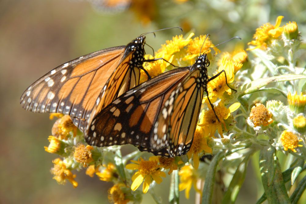 Monarch Butterflies