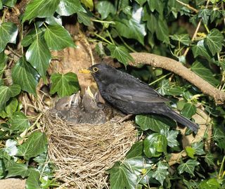 how to identify bird nests