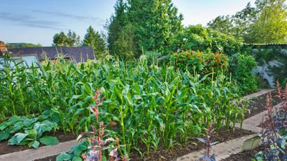 sweetcorn crop growing in a vegetable garden