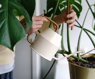 Fertilizing monstera