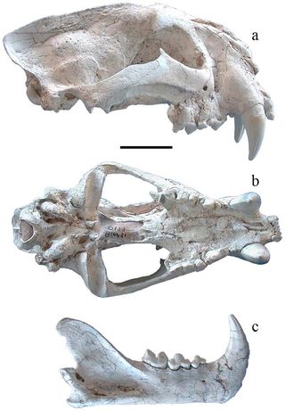 The skull of this extinct cat had robust, well-developed upper canine fangs and a relatively long nose, details typical of tigers.