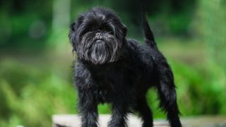 affenpinscher